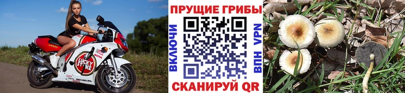 купить наркотик  Будённовск  Псилоцибиновые грибы MAGIC MUSHROOMS 